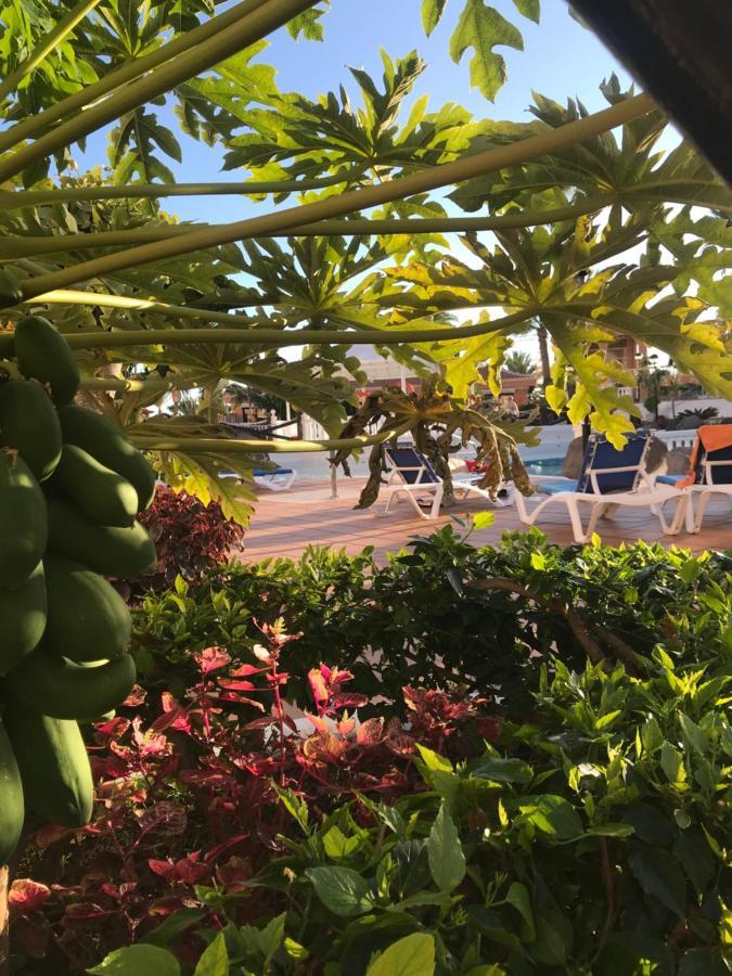 Apartamento Las Vistas Beach - Tenerife Royal Gardens 美洲海滩 外观 照片